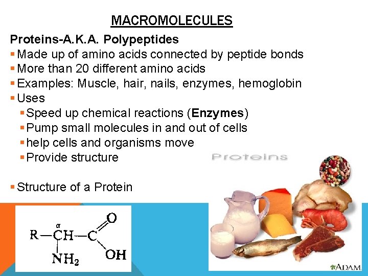 MACROMOLECULES Proteins-A. K. A. Polypeptides § Made up of amino acids connected by peptide