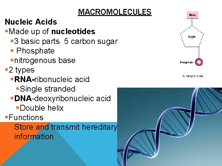 MACROMOLECULES Nucleic Acids § Made up of nucleotides § 3 basic parts 5 carbon