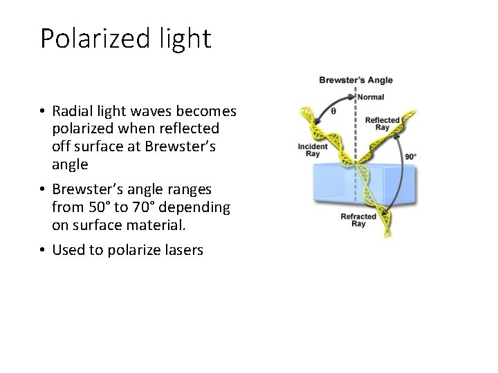 Polarized light • Radial light waves becomes polarized when reflected off surface at Brewster’s
