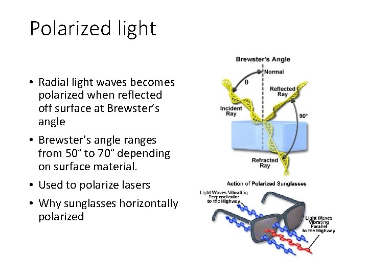 Polarized light • Radial light waves becomes polarized when reflected off surface at Brewster’s