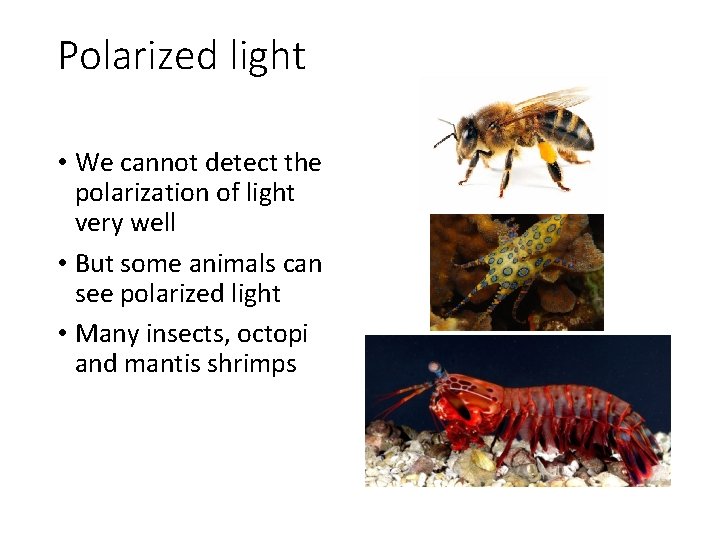 Polarized light • We cannot detect the polarization of light very well • But