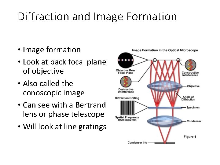 Diffraction and Image Formation • Image formation • Look at back focal plane of