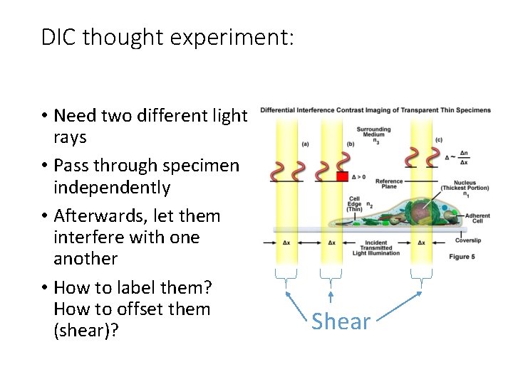 DIC thought experiment: • Need two different light rays • Pass through specimen independently DIC thought experiment: • Need two different light rays • Pass through specimen independently
