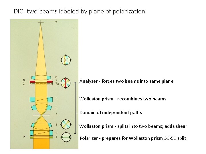 DIC- two beams labeled by plane of polarization Analyzer - forces two beams into