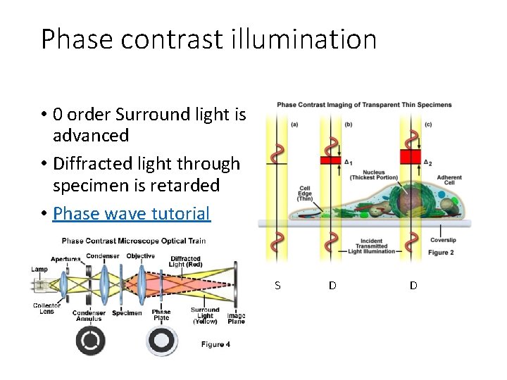 Phase contrast illumination • 0 order Surround light is advanced • Diffracted light through