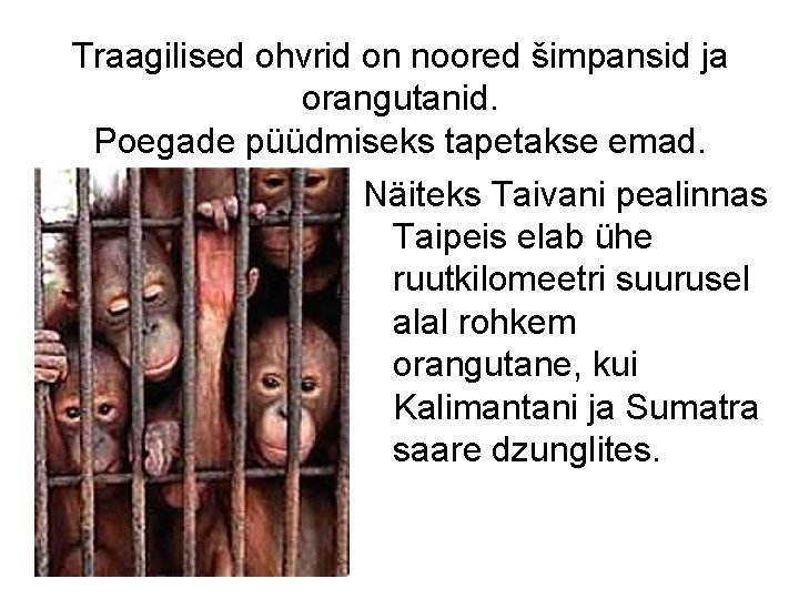 Traagilised ohvrid on noored šimpansid ja orangutanid. Poegade püüdmiseks tapetakse emad. Näiteks Taivani pealinnas