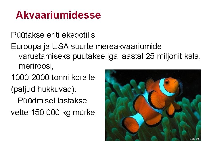 Akvaariumidesse Püütakse eriti eksootilisi: Euroopa ja USA suurte mereakvaariumide varustamiseks püütakse igal aastal 25