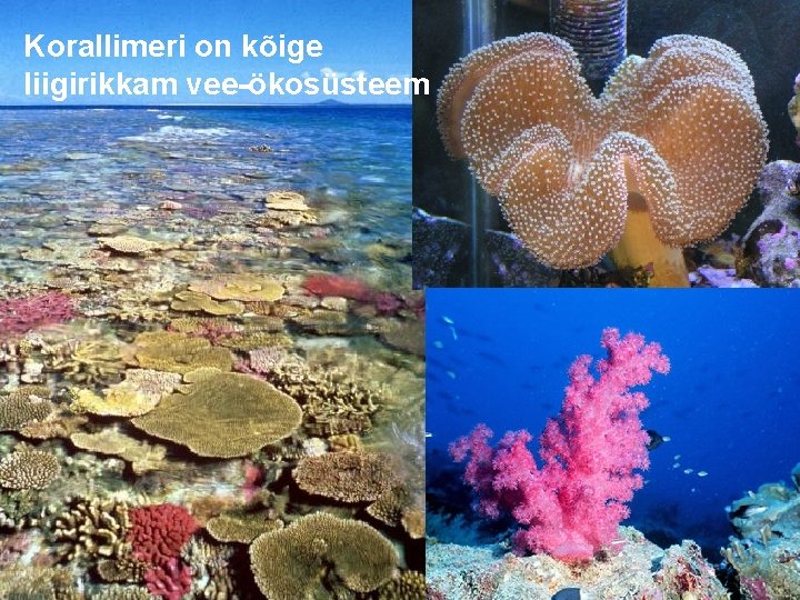 Korallimeri on kõige liigirikkam vee-ökosüsteem 