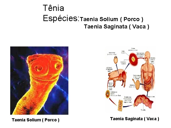 Tênia Espécies: Taenia Solium ( Porco ) Taenia Saginata ( Vaca ) 