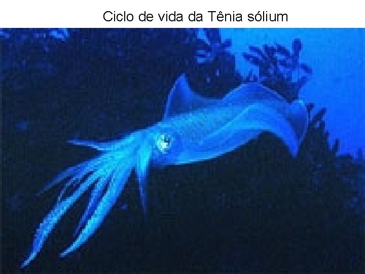 Ciclo de vida da Tênia sólium 