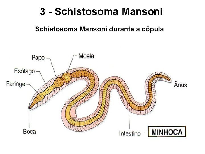 3 - Schistosoma Mansoni durante a cópula 