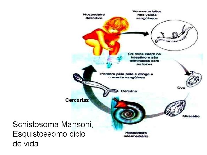 Cercarias Schistosoma Mansoni, Esquistossomo ciclo de vida 