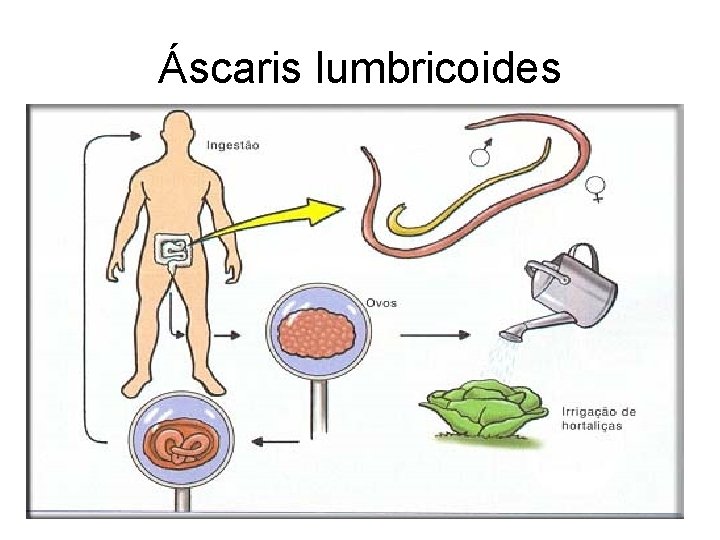 Áscaris lumbricoides 