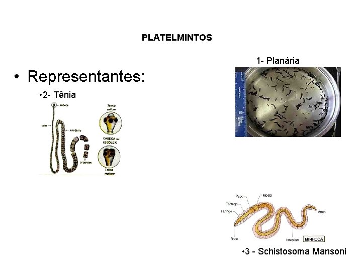 PLATELMINTOS 1 - Planária • Representantes: • 2 - Tênia • 3 - Schistosoma