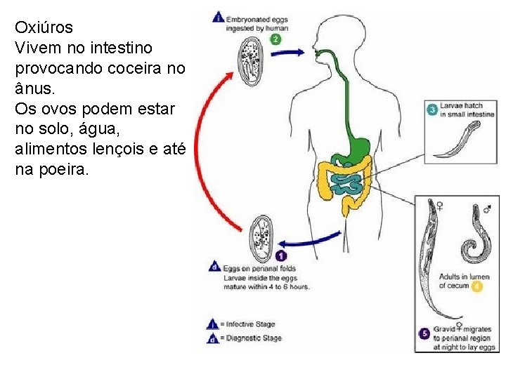 Oxiúros Vivem no intestino provocando coceira no ânus. Os ovos podem estar no solo,