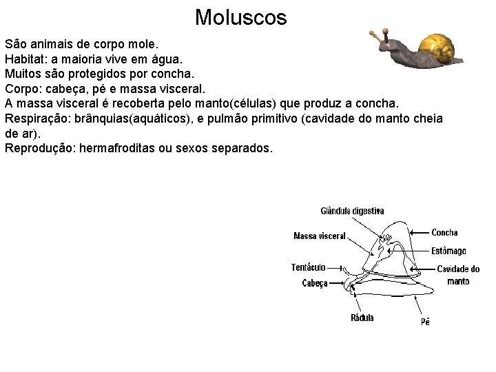 Moluscos São animais de corpo mole. Habitat: a maioria vive em água. Muitos são