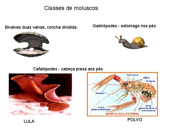 Classes de moluscos: Bivalves duas valvas, concha dividida. Gastrópodes - estomago nos pés. Cefalópodes