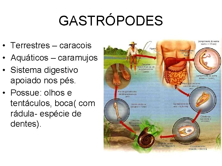 GASTRÓPODES • Terrestres – caracois • Aquáticos – caramujos • Sistema digestivo apoiado nos