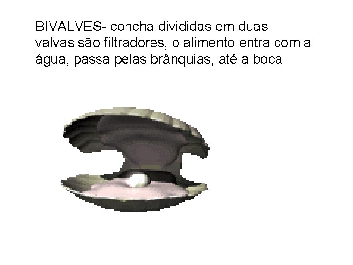 BIVALVES- concha divididas em duas valvas, são filtradores, o alimento entra com a água,