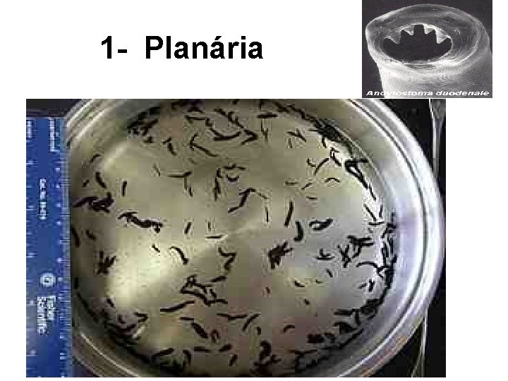 1 - Planária 