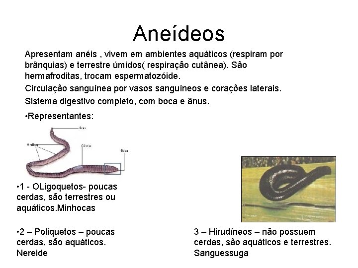 Aneídeos Apresentam anéis , vivem em ambientes aquáticos (respiram por brânquias) e terrestre úmidos(