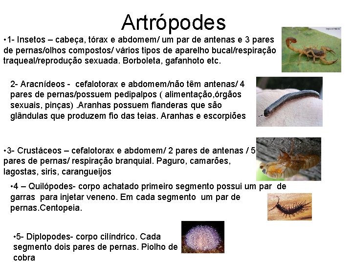 Artrópodes • 1 - Insetos – cabeça, tórax e abdomem/ um par de antenas