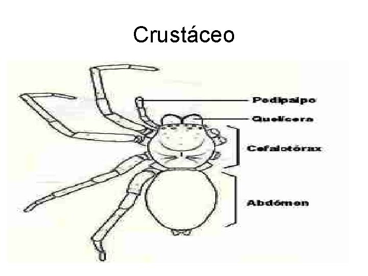 Crustáceo 