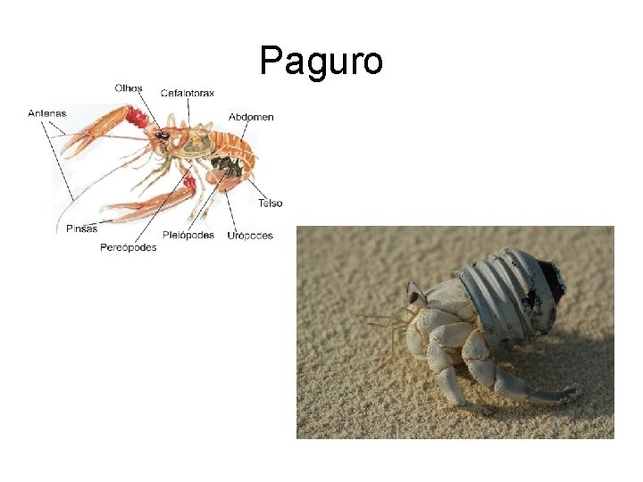 Paguro 