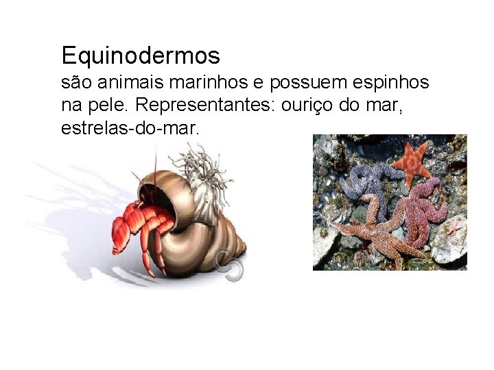 Equinodermos são animais marinhos e possuem espinhos na pele. Representantes: ouriço do mar, estrelas-do-mar.