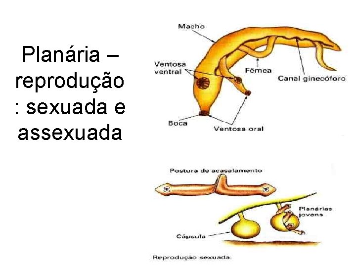 Planária – reprodução : sexuada e assexuada 