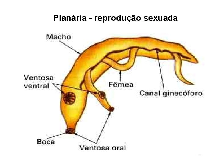 Planária - reprodução sexuada 