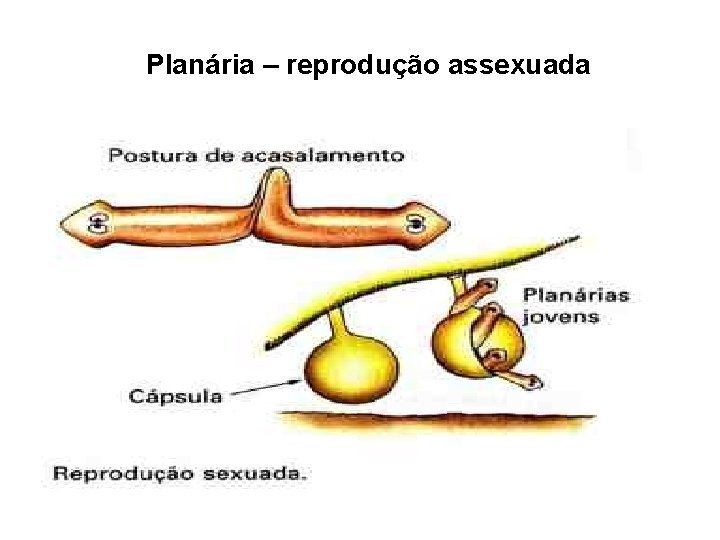Planária – reprodução assexuada 