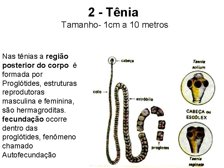 2 - Tênia Tamanho- 1 cm a 10 metros Nas tênias a região posterior