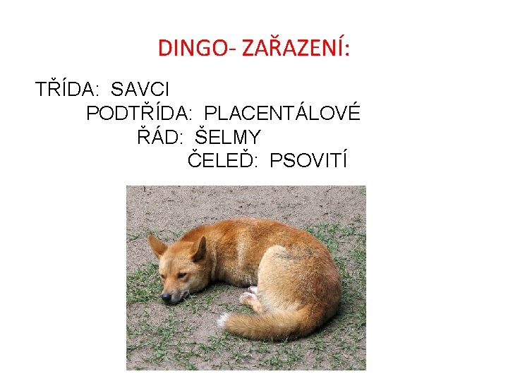 DINGO- ZAŘAZENÍ: TŘÍDA: SAVCI PODTŘÍDA: PLACENTÁLOVÉ ŘÁD: ŠELMY ČELEĎ: PSOVITÍ 