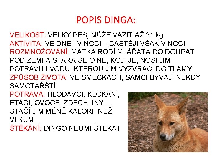 POPIS DINGA: VELIKOST: VELKÝ PES, MŮŽE VÁŽIT AŽ 21 kg AKTIVITA: VE DNE I