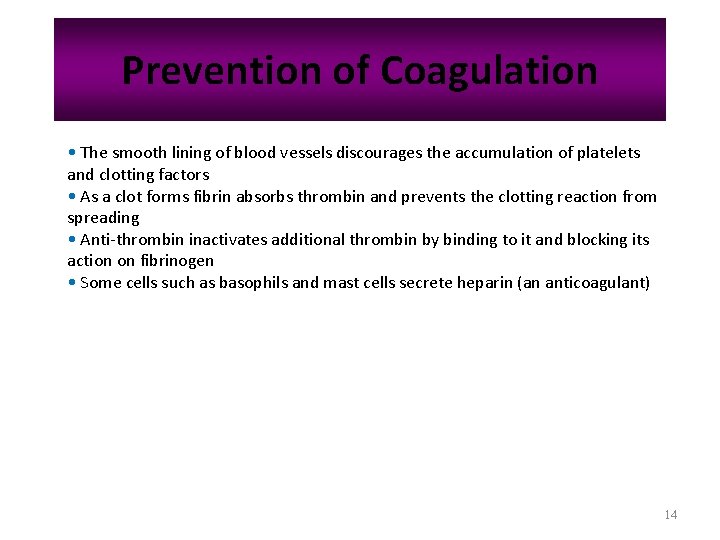 Prevention of Coagulation • The smooth lining of blood vessels discourages the accumulation of