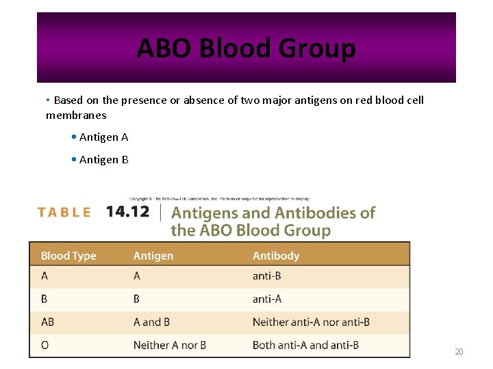 ABO Blood Group • Based on the presence or absence of two major antigens