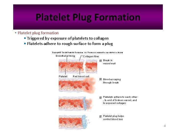 Platelet Plug Formation • Platelet plug formation • Triggered by exposure of platelets to