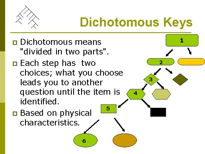Dichotomous Keys Dichotomous means "divided in two parts". p Each step has two choices;