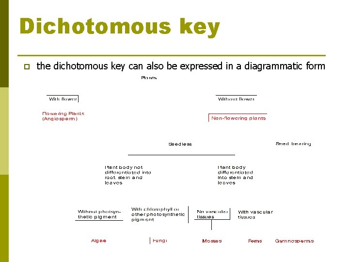 Dichotomous key p the dichotomous key can also be expressed in a diagrammatic form