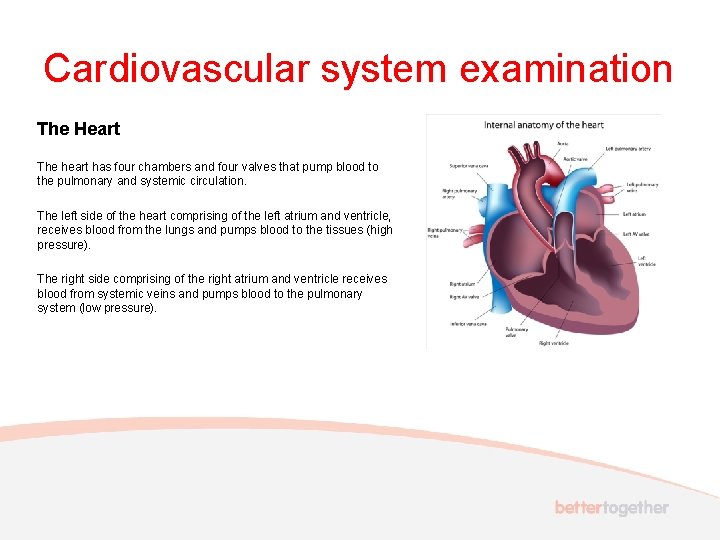 Cardiovascular system examination The Heart The heart has four chambers and four valves that