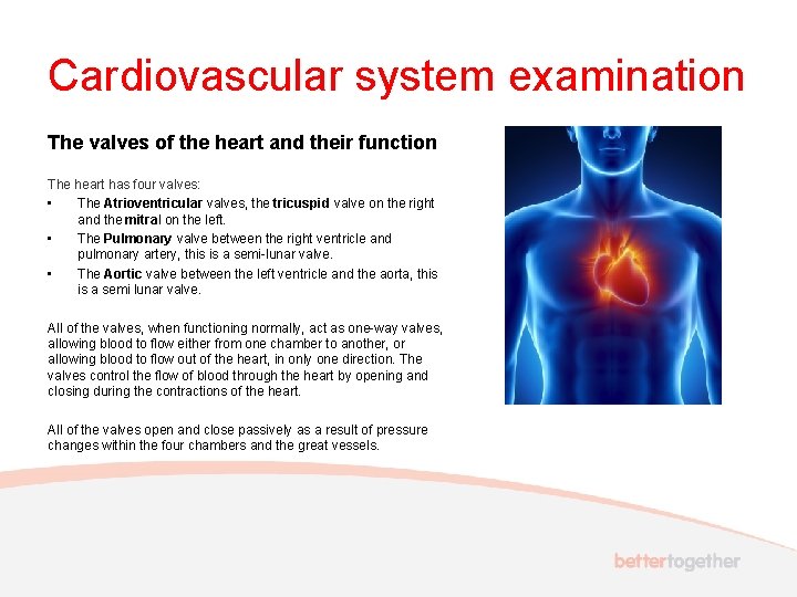 Cardiovascular system examination The valves of the heart and their function The heart has