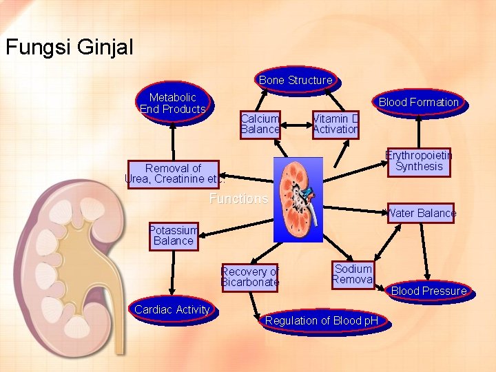 Fungsi Ginjal Bone Structure Metabolic End Products Blood Formation Calcium Balance Vitamin D Activation