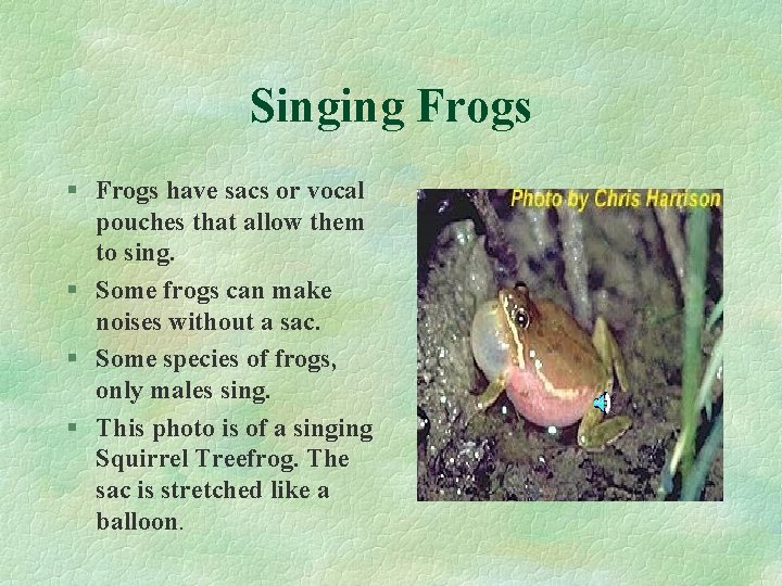 Singing Frogs § Frogs have sacs or vocal pouches that allow them to sing.
