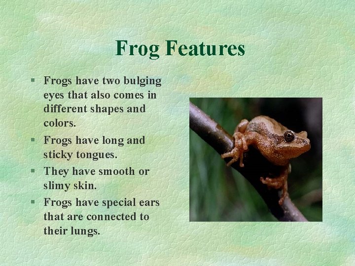 Frog Features § Frogs have two bulging eyes that also comes in different shapes
