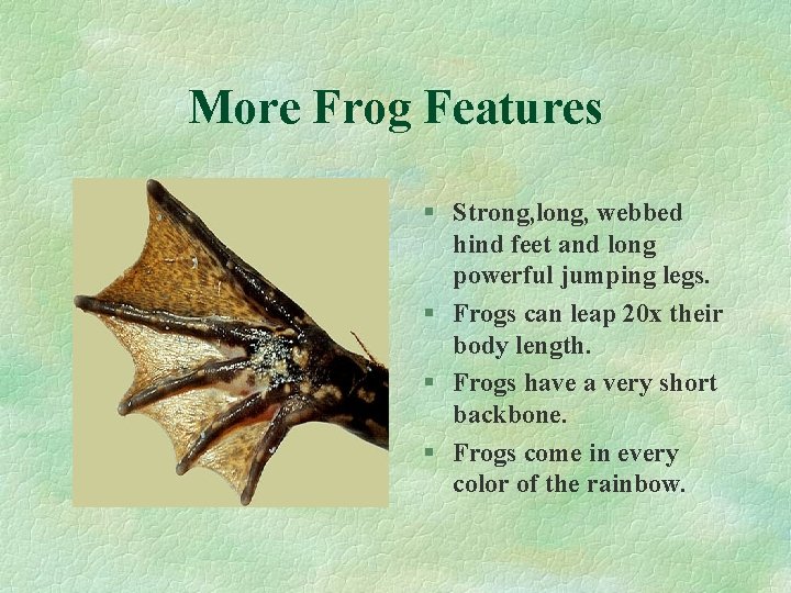 More Frog Features § Strong, long, webbed hind feet and long powerful jumping legs.