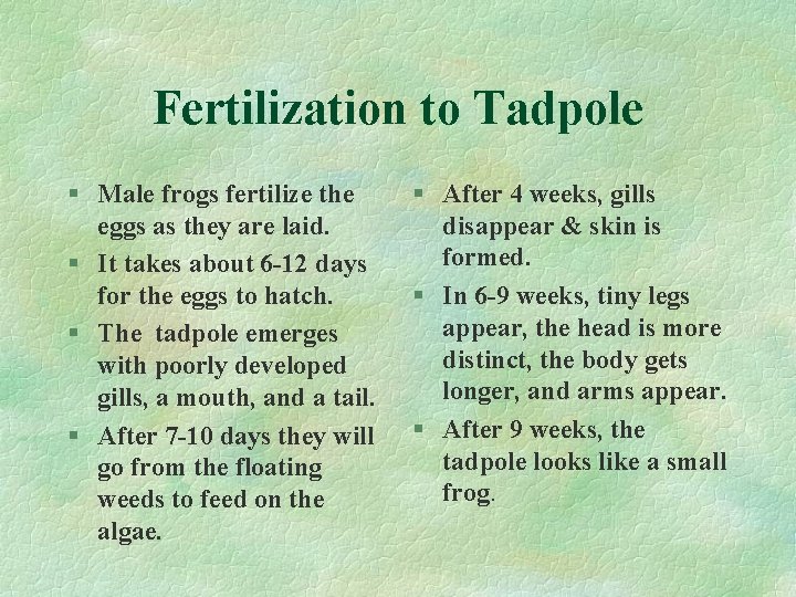 Fertilization to Tadpole § Male frogs fertilize the eggs as they are laid. §