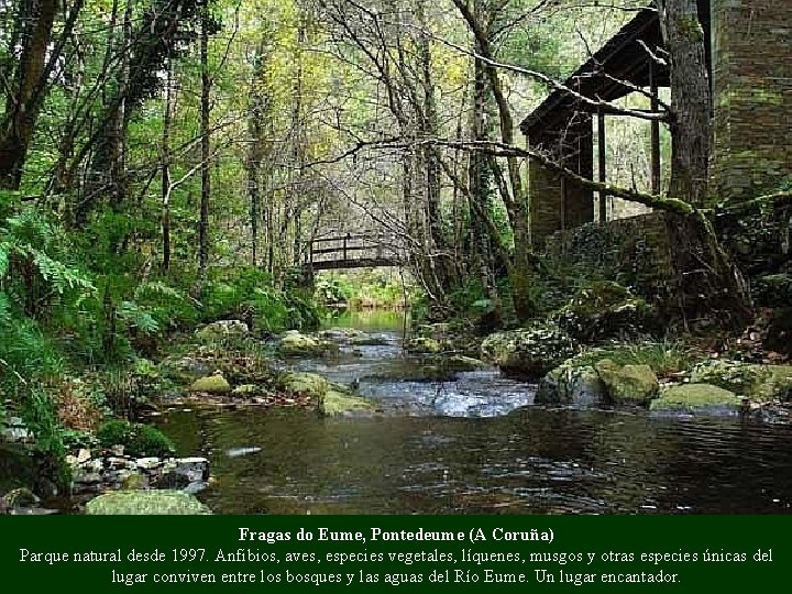 Fragas do Eume, Pontedeume (A Coruña) Parque natural desde 1997. Anfibios, aves, especies vegetales,