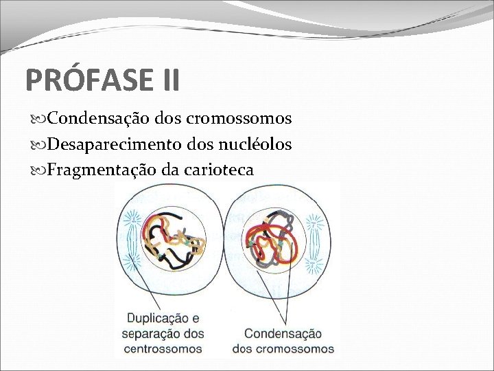 PRÓFASE II Condensação dos cromossomos Desaparecimento dos nucléolos Fragmentação da carioteca 