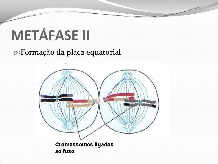 METÁFASE II Formação da placa equatorial Cromossomos ligados ao fuso 